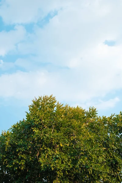 Yarı Ağaç Gökyüzü Arkaplanı — Stok fotoğraf