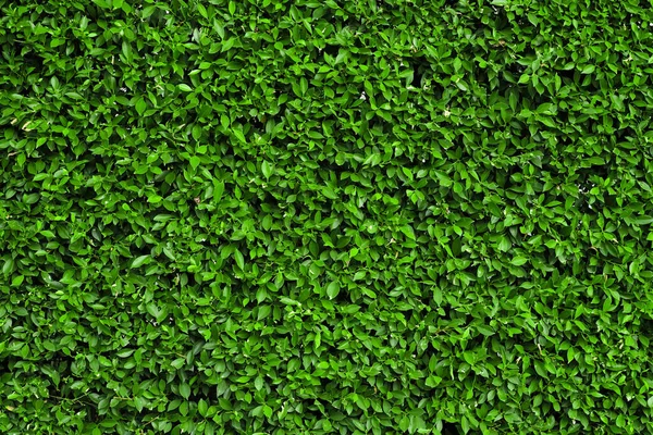 Mooie Frisse Groene Bladeren Textuur — Stockfoto