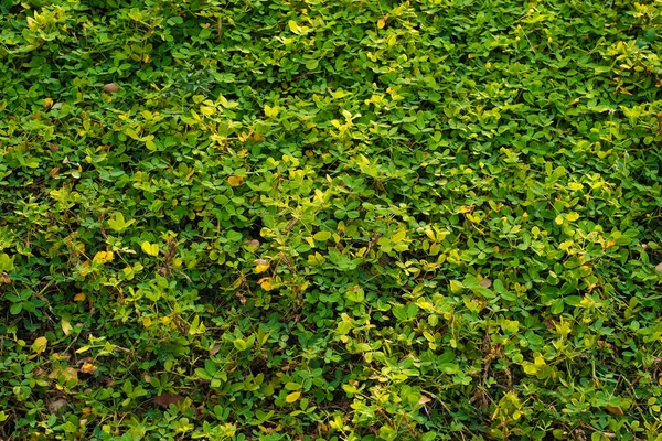 Mooie Frisse Groene Bladeren Textuur — Stockfoto