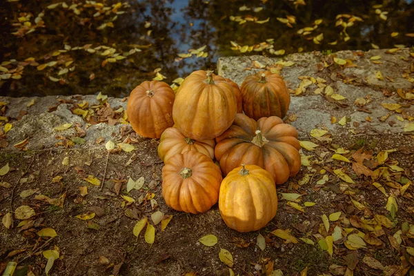 Pumpa i höst park — Stockfoto