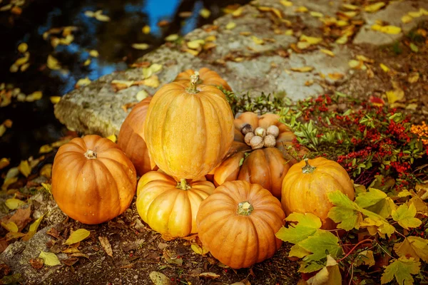 Pumpkin in the autumn park — Stock Photo, Image