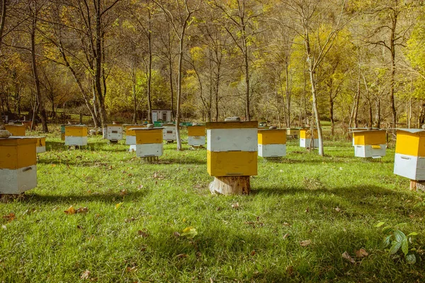 Beehive med halmtak — Stockfoto