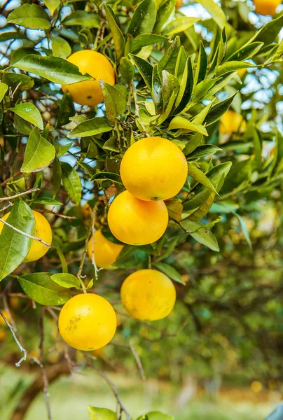 Tangerine solig trädgård med gröna blad och mogna frukter. — Stockfoto