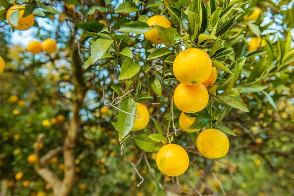 Tangerine solig trädgård med gröna blad och mogna frukter. — Stockfoto