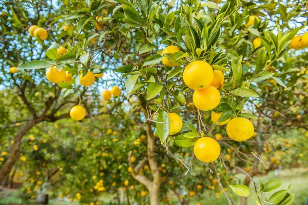 Tangerine solig trädgård med gröna blad och mogna frukter. — Stockfoto