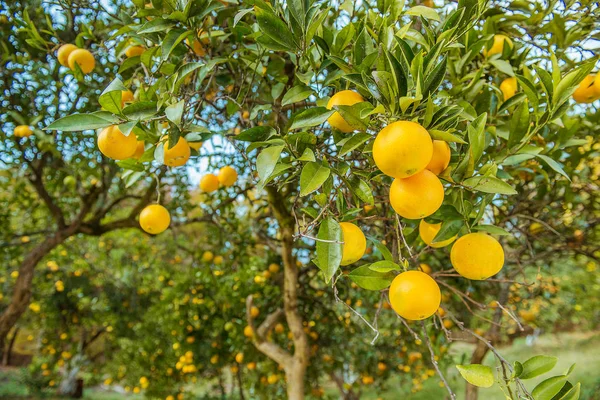 Tangerine solig trädgård med gröna blad och mogna frukter. — Stockfoto