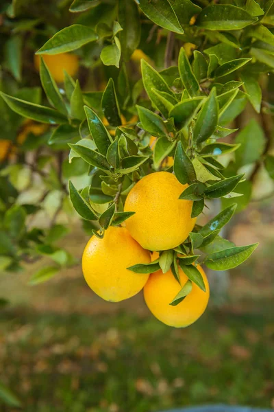 Tangerine solig trädgård med gröna blad och mogna frukter. — Stockfoto