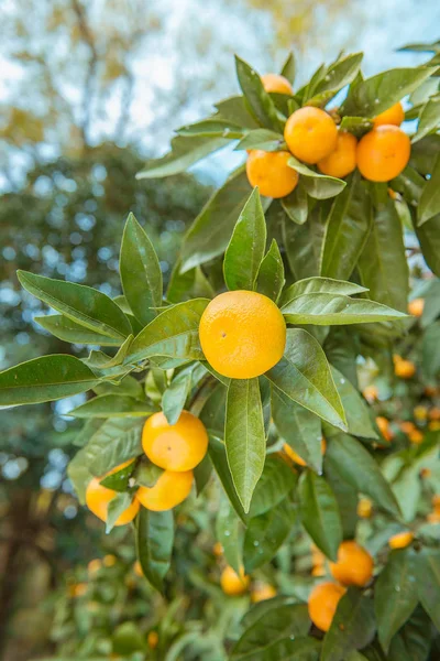 Drzewa pomarańczowe w ogrodzie — Zdjęcie stockowe