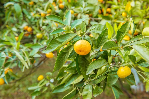 Tangerin solig trädgård med gröna blad och mogna frukter. Mandarinfruktträdgård med mognande citrusfrukter. Naturlig utomhus mat bakgrund — Stockfoto