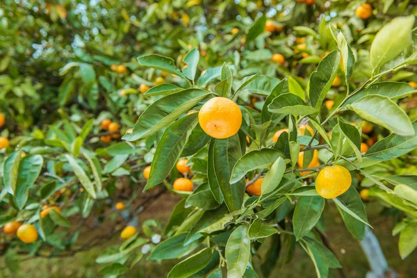 Tangerin solig trädgård med gröna blad och mogna frukter. Mandarinfruktträdgård med mognande citrusfrukter. Naturlig utomhus mat bakgrund — Stockfoto