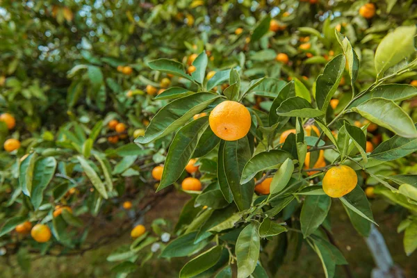 Tangerine sunny garden with green leaves and ripe fruits. Mandarin orchard with ripening citrus fruits. Natural outdoor food background — Stock Photo, Image