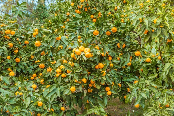 Tangerine napos kert zöld levelekkel és érett gyümölcsökkel. Mandarin gyümölcsös érett citrusfélékkel. Természetes szabadtéri élelmiszer háttér — Stock Fotó