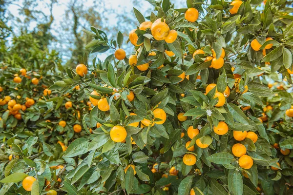 Jardín soleado de mandarina con hojas verdes y frutas maduras. Huerto de mandarín con cítricos en maduración. Fondo natural de alimentos al aire libre —  Fotos de Stock