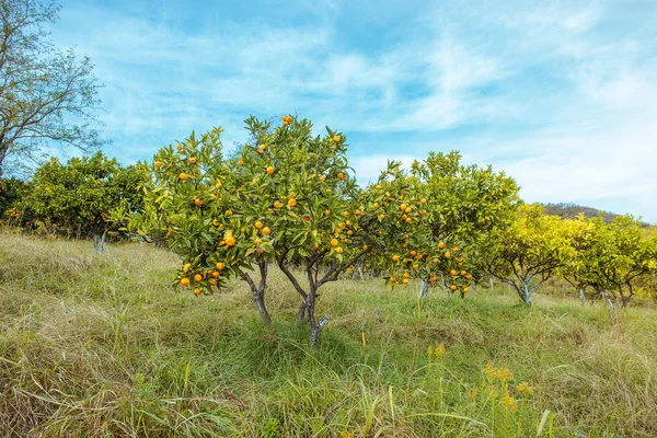 Jardim de árvore de tangerina — Fotografia de Stock