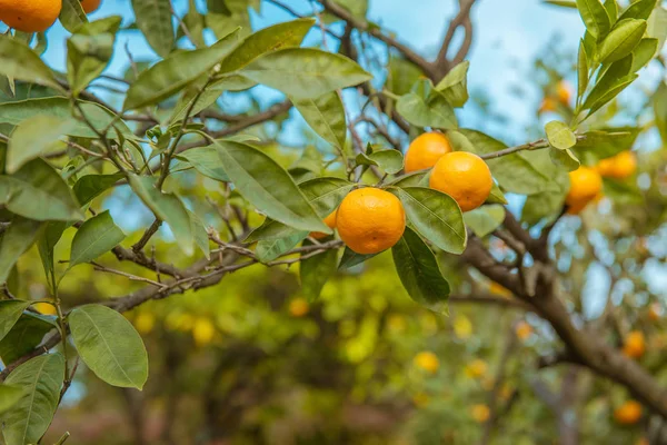 Tangerine träd trädgård — Stockfoto