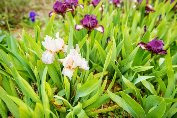 Iris in the garden — Stock Photo, Image