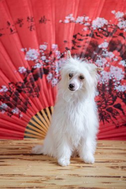 Çince Tepeli Köpek Studio fotoğraf