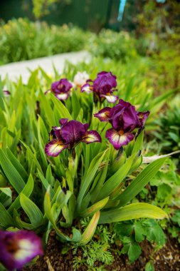 Bir mor Iris Çiçek arka plan