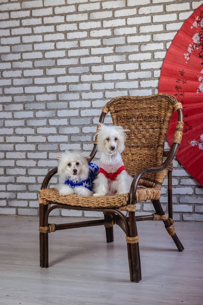 Chino cresta perro estudio foto —  Fotos de Stock