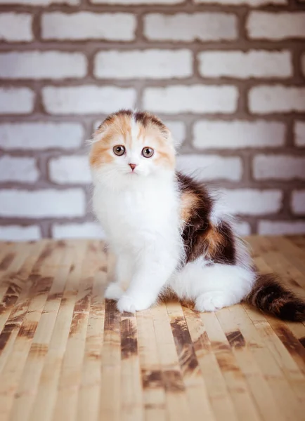 Кішки британські кошеня — стокове фото