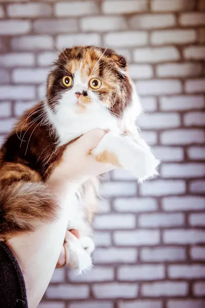 Лопоухий кот — стоковое фото