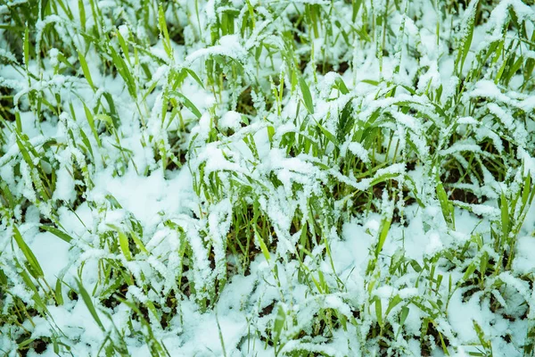 Junger Weizen unter dem Schnee — Stockfoto
