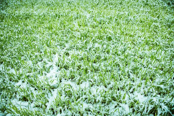 Junger Weizen unter dem Schnee — Stockfoto