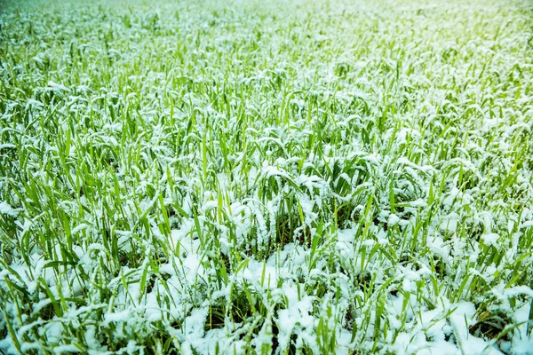 Young wheat under the snow — Stock Photo, Image