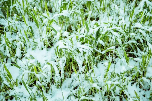 Young wheat under the snow Stock Photo