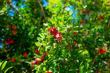 Pomogranate, granat dal