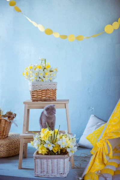 Roztomilý kočka s květinami doma — Stock fotografie