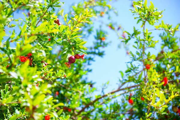 Pomegranat, гранат на гілці — стокове фото