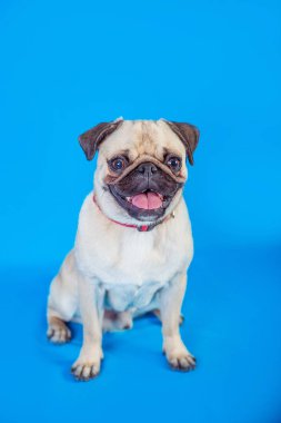 Canis lupus familiaris