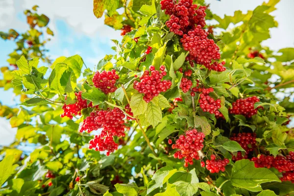 Viburno rojo en el arbusto — Foto de Stock