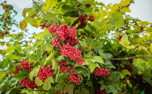 Rotes Viburnum auf dem Busch — Stockfoto