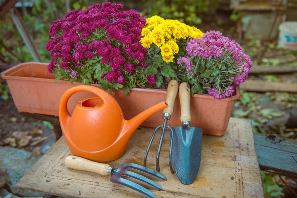 Trädgårdsskötsel, krysantemum i kruka — Stockfoto