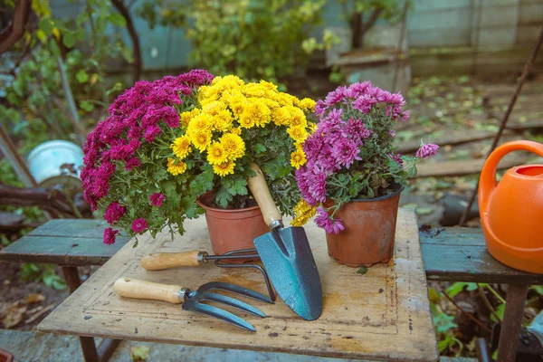 Tuinieren, chrysanten in potten — Stockfoto