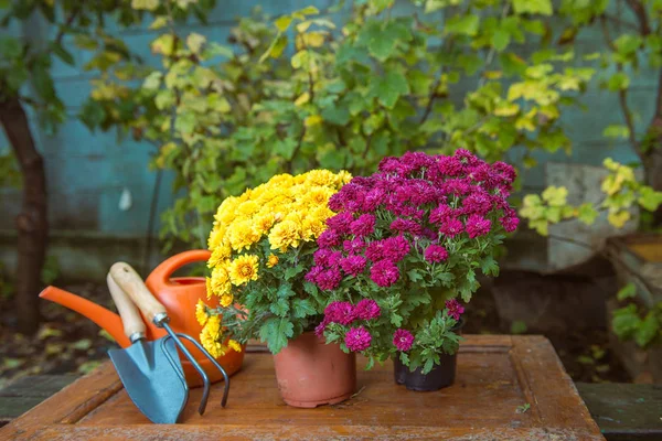 Jardinagem, crisântemos em vasos — Fotografia de Stock