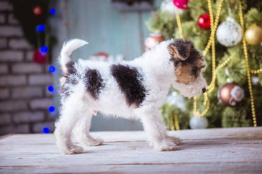 Şirin köpek yavrusu, yeni yıl zaman, Noel dekorasyon