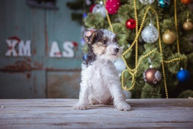 Şirin köpek yavrusu, yeni yıl zaman, Noel dekorasyon