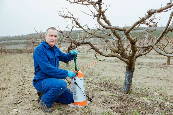 Vesennie Prace Ogrodzie Rolnik Opryskiwania Drzew Chemikaliami Sadzie — Zdjęcie stockowe