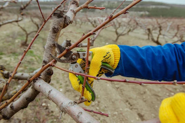 Spring Work Garden Pruning Trees — Stock Photo, Image