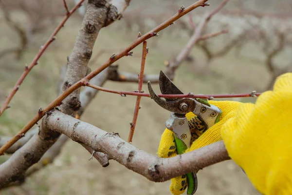 Travaux Printemps Dans Jardin Élagage Des Arbres — Photo