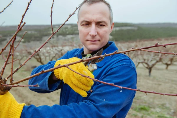 Travaux Printemps Dans Jardin Élagage Des Arbres — Photo