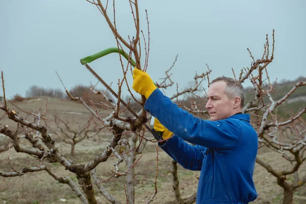 spring work in the garden, pruning trees