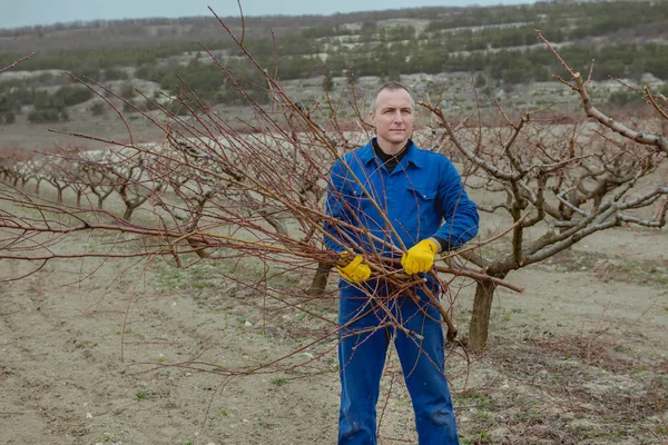 Travaux Printemps Dans Jardin Élagage Des Arbres — Photo