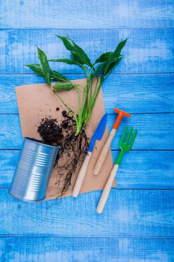 houseplants, tencerede, çiçek dikim Bahçe aksesuarları