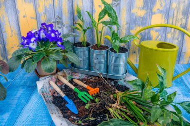 houseplants, tencerede, çiçek dikim Bahçe aksesuarları