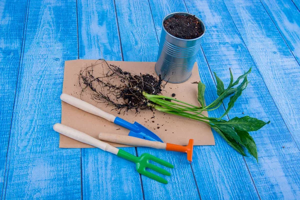 Kamerplanten Overplanten Van Bloemen Pot Tuin Accessoires — Stockfoto