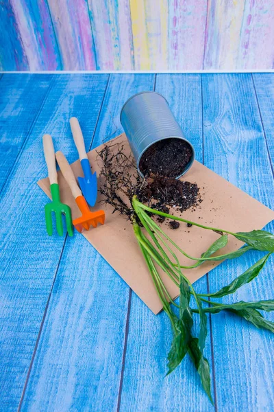 Kamerplanten Overplanten Van Bloemen Pot Tuin Accessoires — Stockfoto